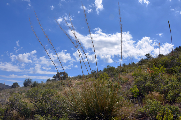 Beargrass blooms in late spring to mid-summer (May to June or later). Beargrass is not a grass but a stem succulent species that is found in elevations from 2,700 to 6,500 feet. It is similar in appearance to Bigelow's Beargrass (Nolina microcarpa) which is more common in lower elevations. Nolina microcarpa